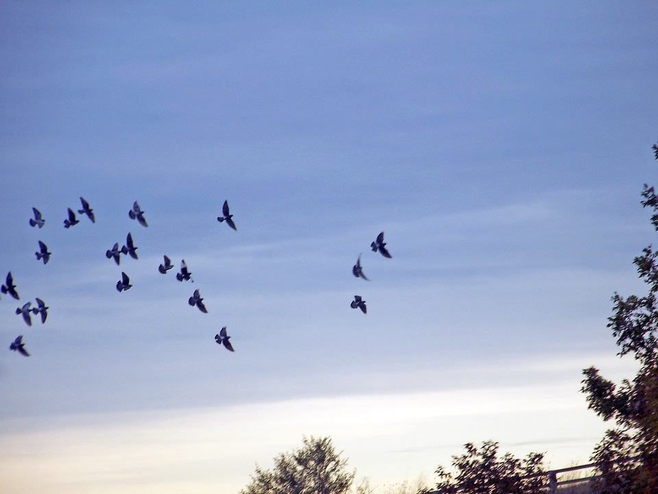 Sky autumn fall