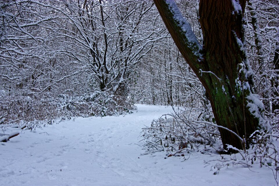 Bush snowed in cold