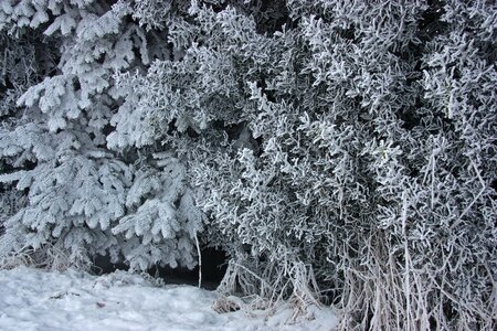 Ice snow holly photo