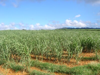 Sugar cane fields okinawa summer photo