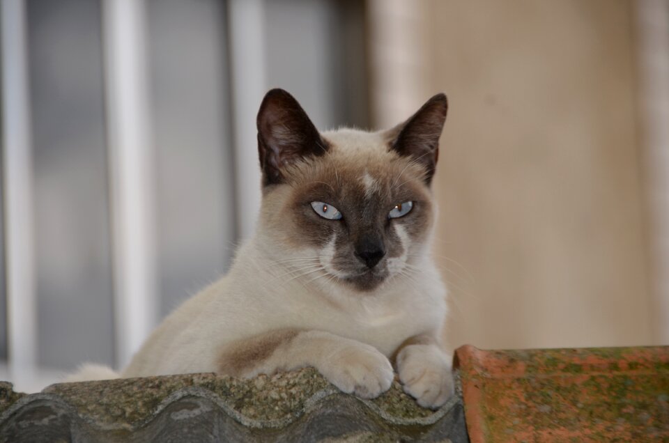 Cat feline animal
