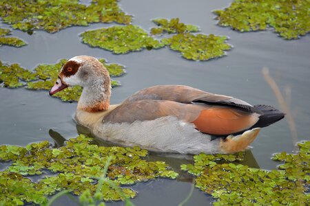 Lake bird wildlife photo