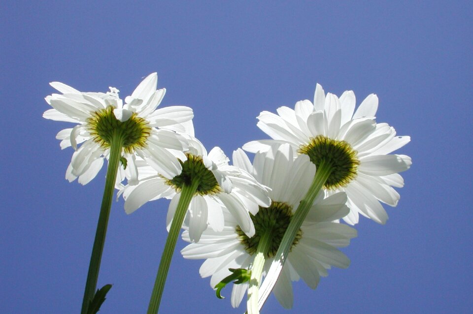 Garden white petal
