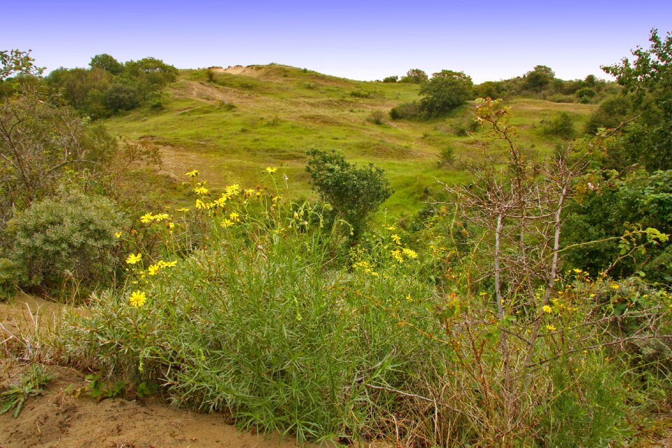 Dunes steppe grass landscape