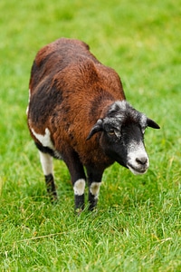 Countryside farm farming photo