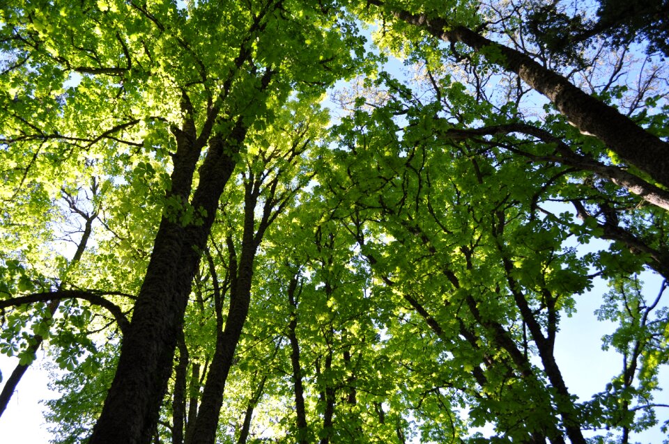 Nature forest leaf