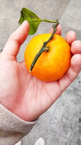 Natural vitamin citrus