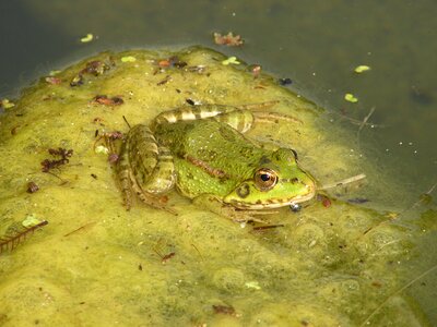 Toad pond water