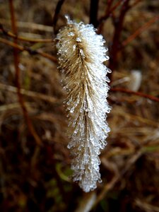 Water winter drop