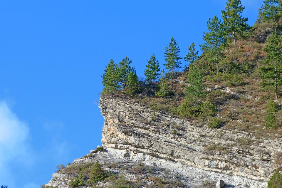 Nature trees alps