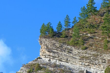 Nature trees alps