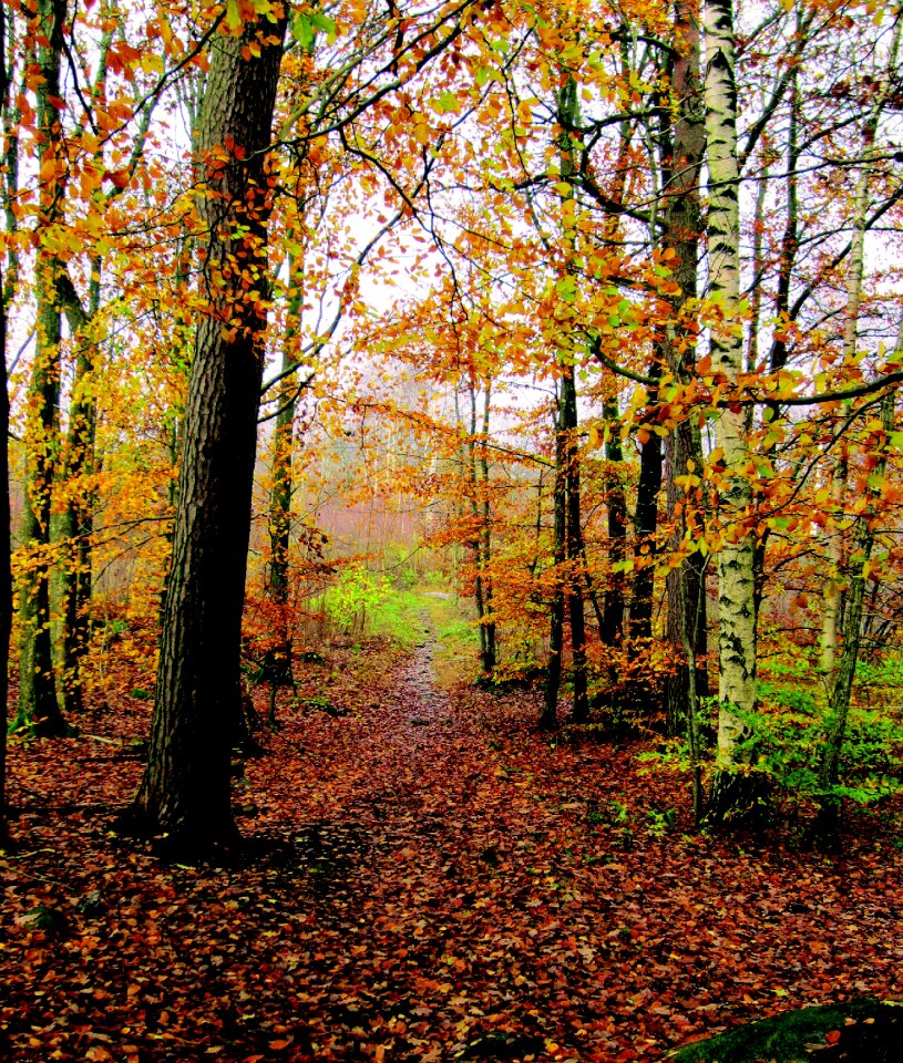 Forest leaf yellow leaves