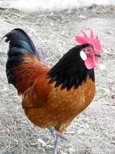 Livestock pride male fowl