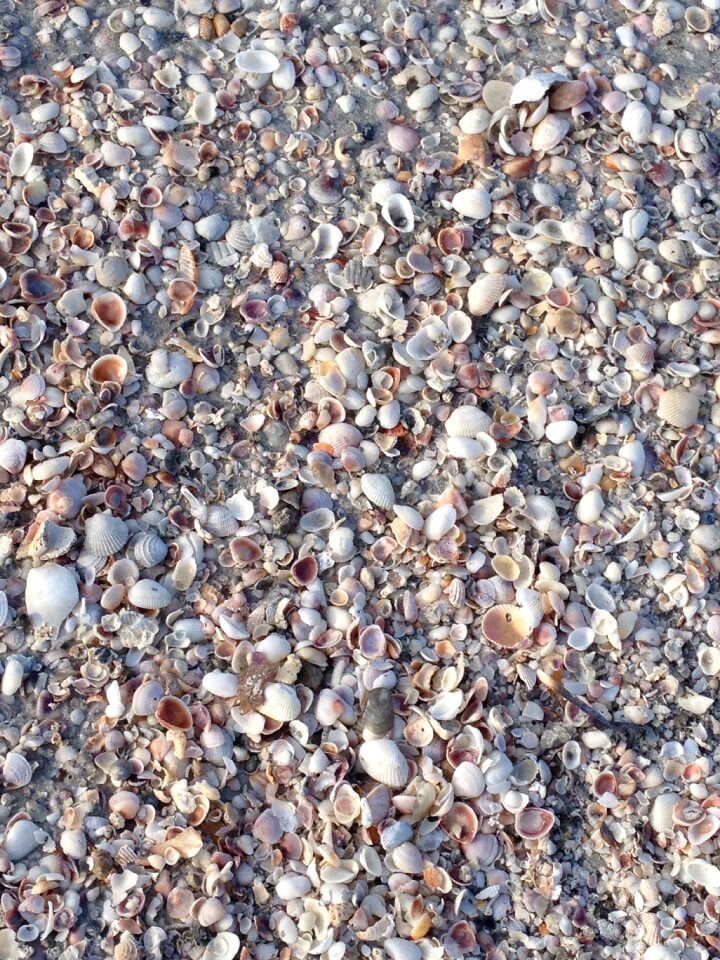 Vacation seashell ocean