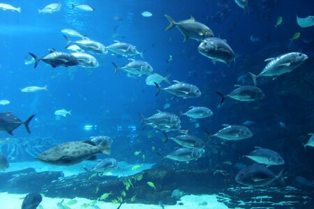 Aquarium ocean park fish
