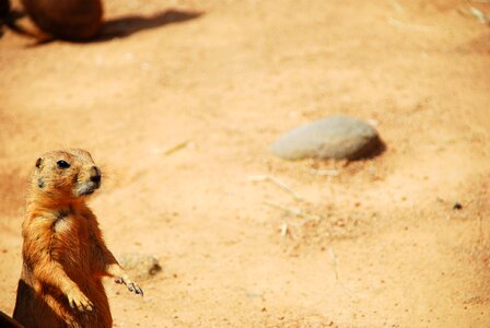 Prairie dog animal sand