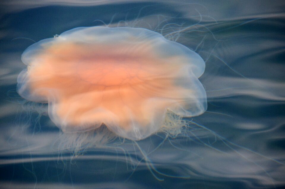 Sweden archipelago marine life