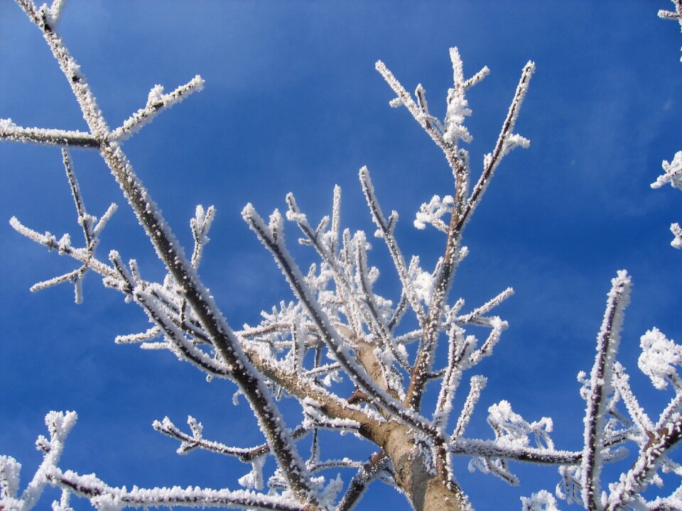 Frost tree leaves