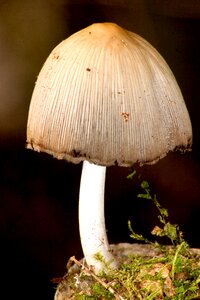 Mushroom forest moss