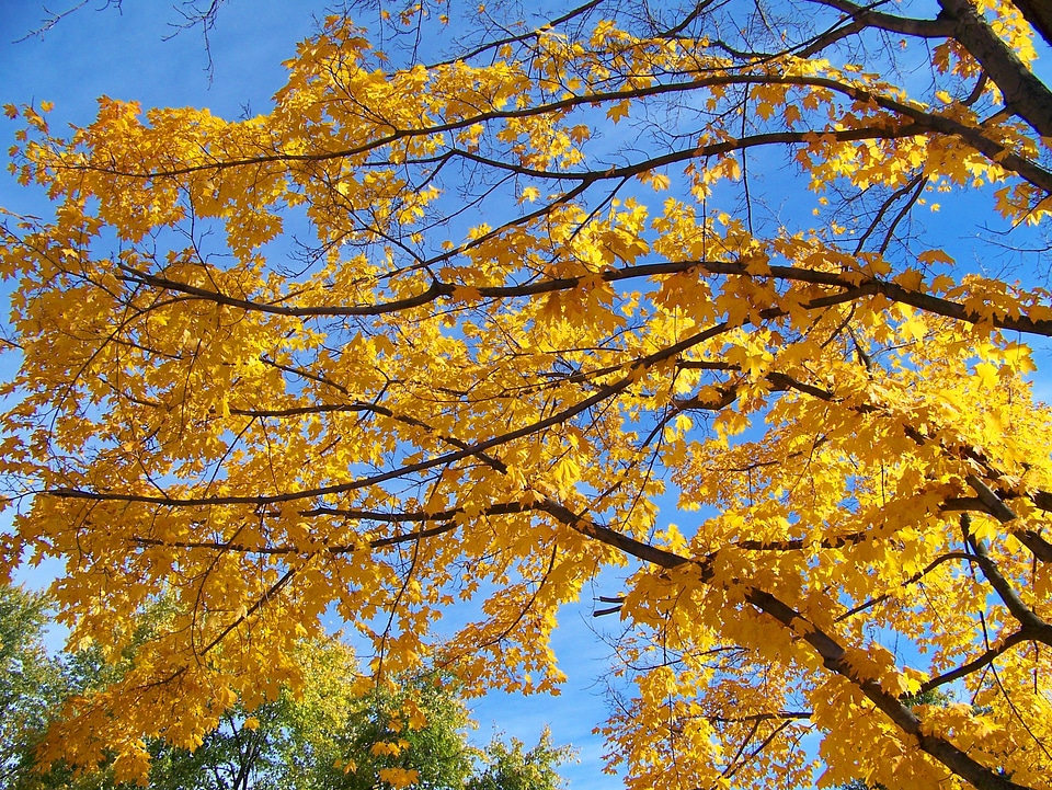 Leaves autumn fall photo