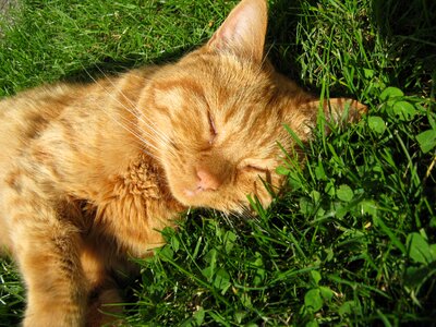 Animal domestic cat pet