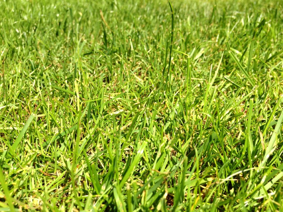 Meadow halme blades of grass