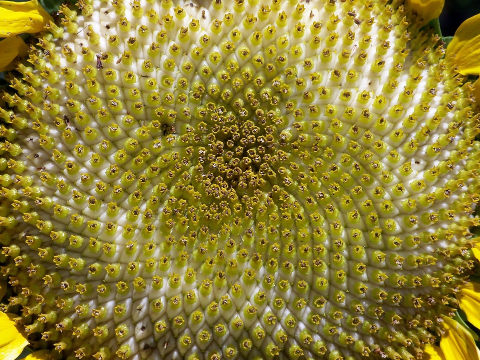 Nature organic agriculture