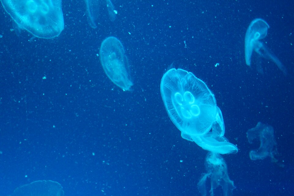 Jellyfish marine life marine aquarium