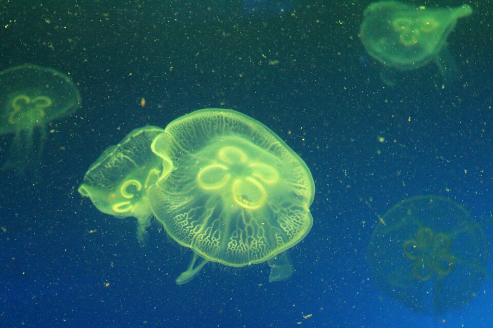 Jellyfish marine life marine aquarium