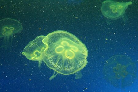 Jellyfish marine life marine aquarium photo