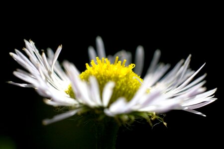 Flowers daisy close up photo