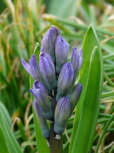 Hyacinthus asparagus plant asparagaceae photo