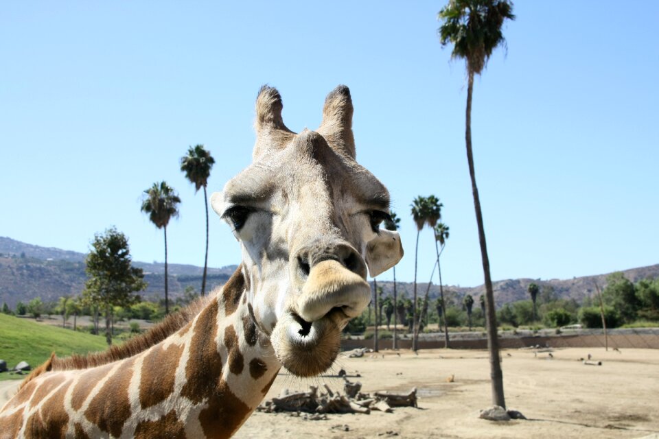 Giraffe zoo san diego