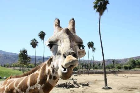 Giraffe zoo san diego