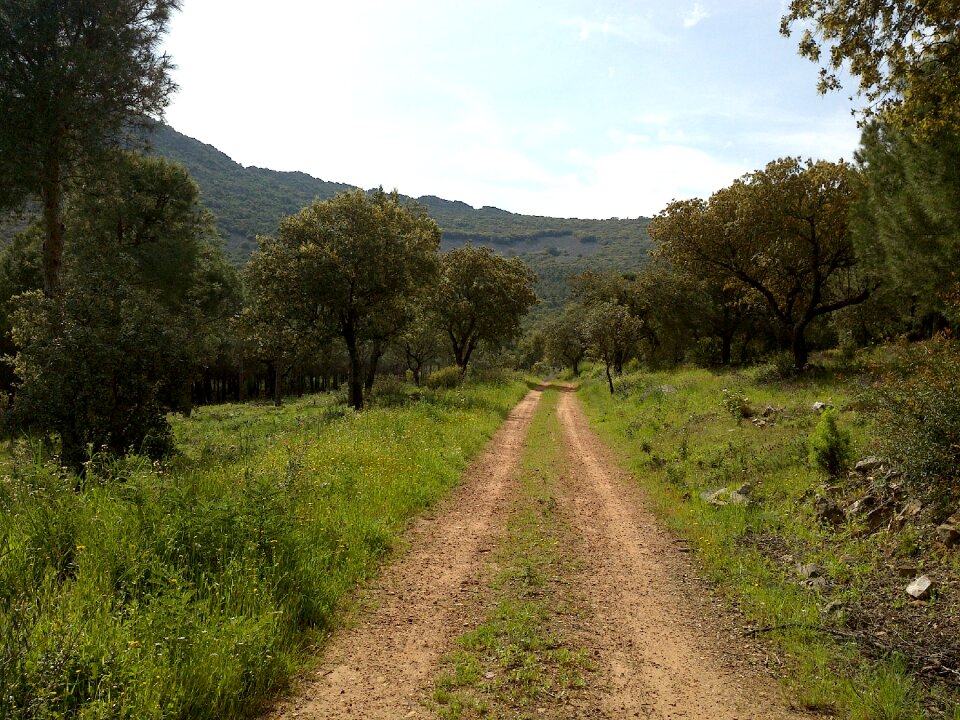 Field landscape nature