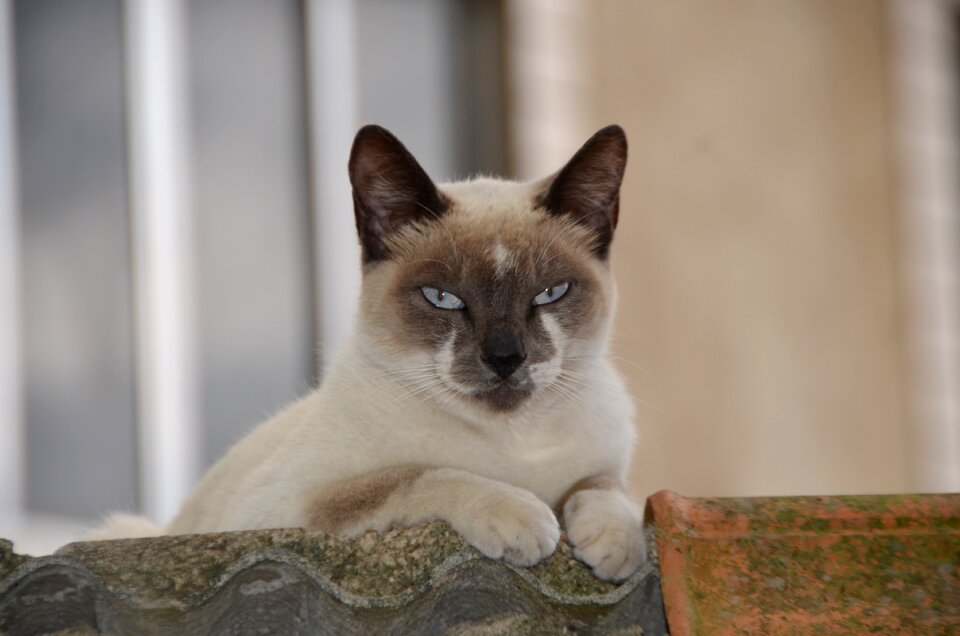 Feline cat pet