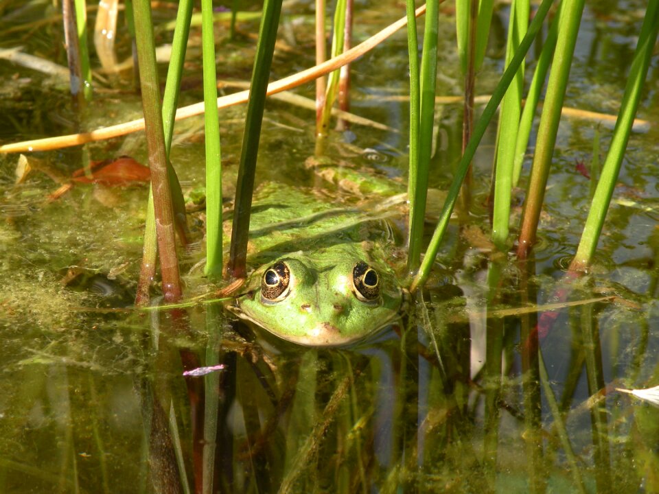 Water pond amphibian