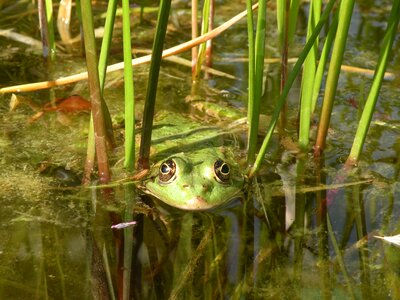 Water pond amphibian photo