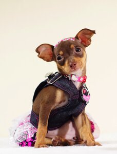 Animal puppy portrait