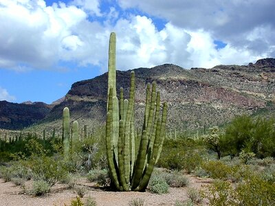 Organ pipe cactus national monument organ pipe cactus stenocereus thurberi