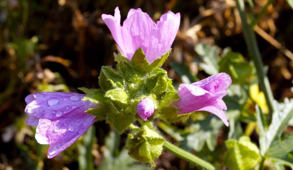 Nature floral spring photo