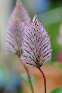 Nature garden brittany