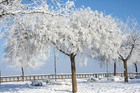 Cold ice trees photo