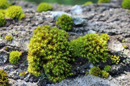 Moss swamp nature