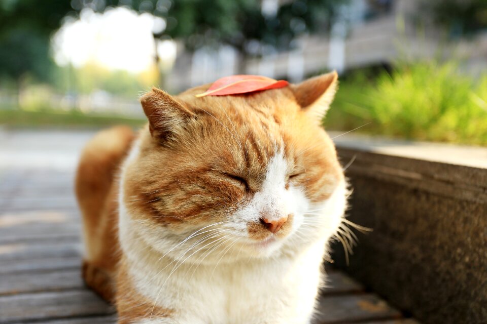 Kitty small fresh cute