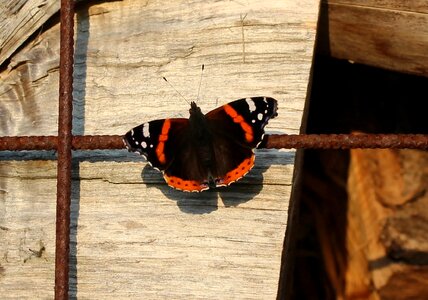 Butterfly edelfalter beautiful