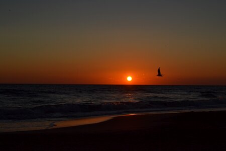 Sea seagull sunset photo