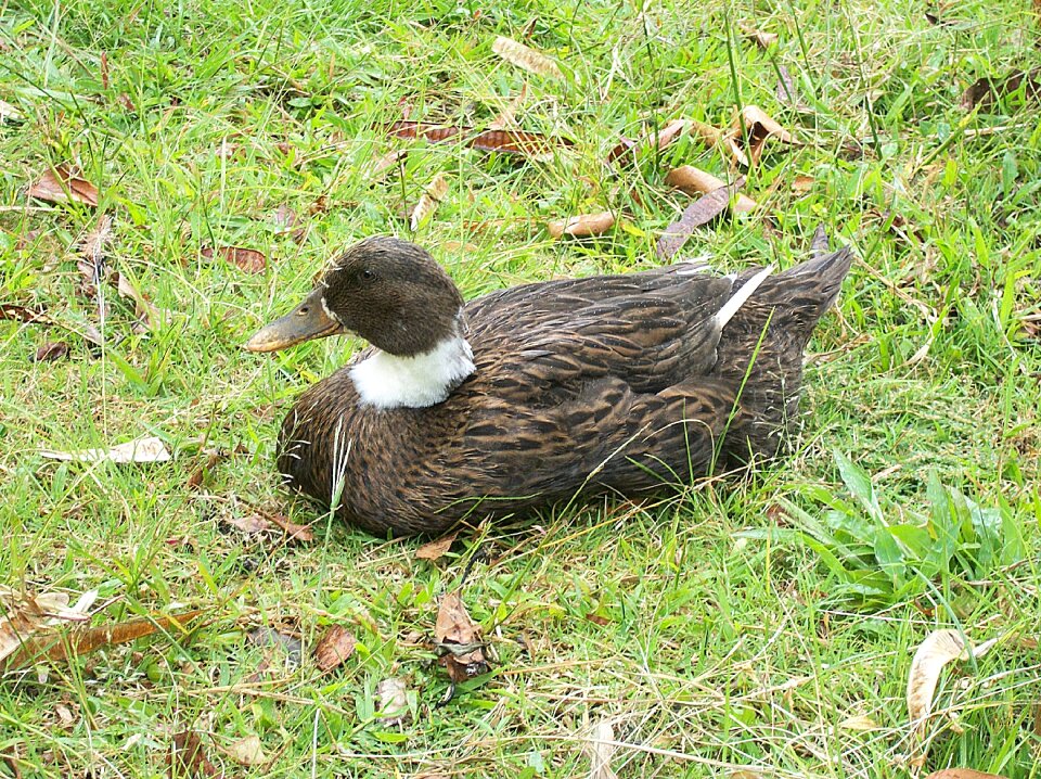 Animal waterfowl ducks