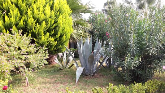 Plant hard foliage greenhouse recovery