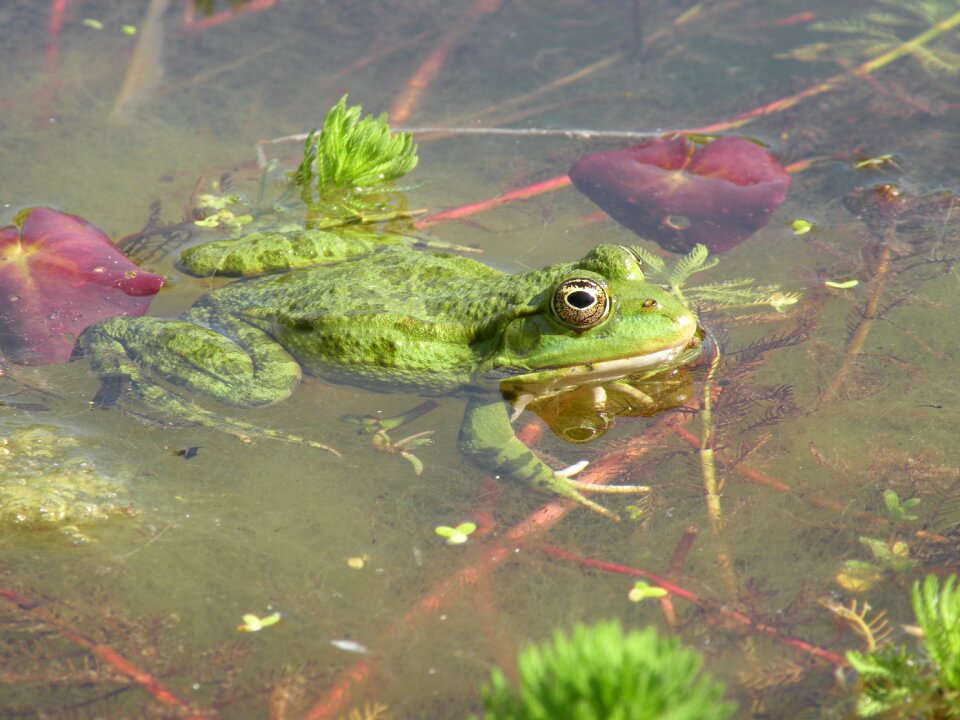 Water pond amphibian